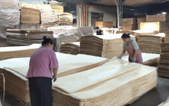 0.25-0.5mm Veneer de abedul ruso Veneer de madera de corte rotativo 1270x2500mm