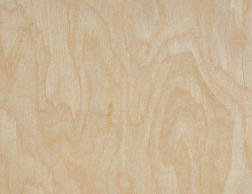 Raíces de árboles de arce Veneers diseñados 2,5m longitud × 64cm ancho